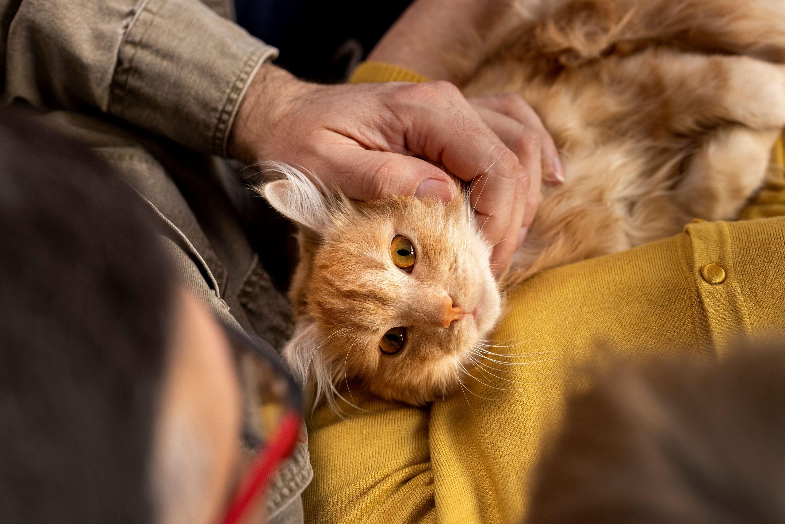 memelihara kucing dan anabul lainnya bisa menjadi teman pendamping setia.
