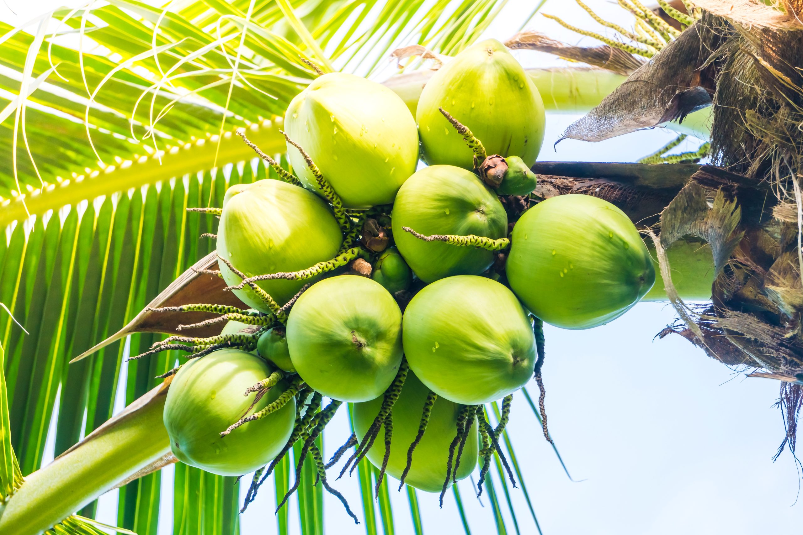 nira merupakan bahan dasar pembentukan gula aren dan merah, salah satu cairan yang didapatkan berasal dari kelapa