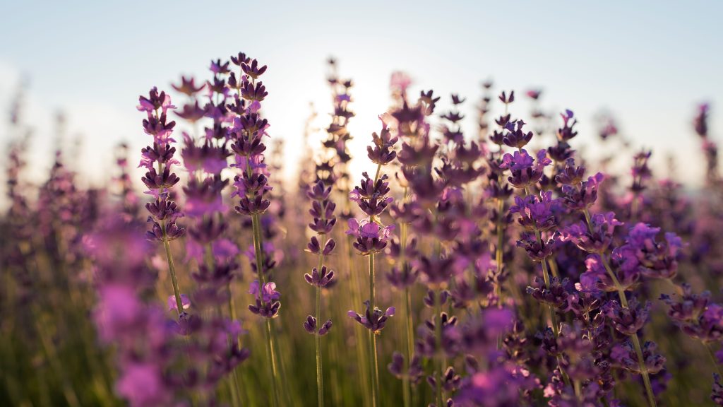 (lavender merupakan tanaman yang dikenal banyak memberikan manfaat, sumber : freepik)