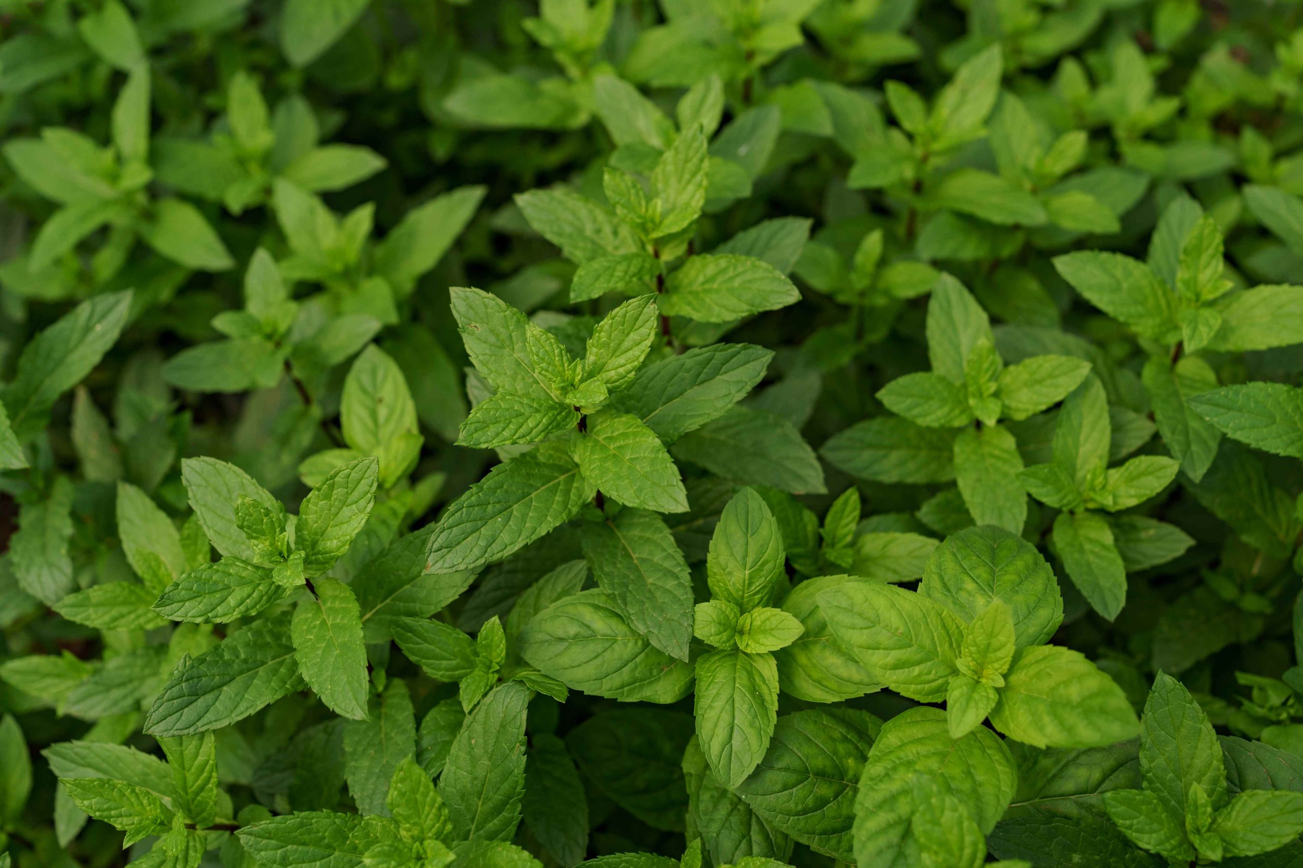 (stevia menjadi salah satu pengganti gula buatan, sumber : freepik)