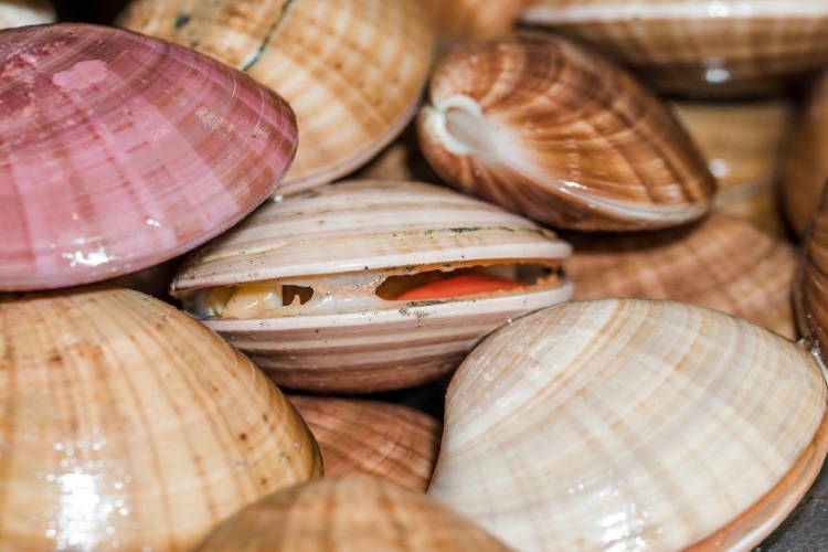 (Kerang, Sumber: Freepik)