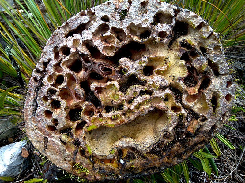 (Sarang semut, Sumber: Doc. Christopel Paino/Mongabay Indonesia)
