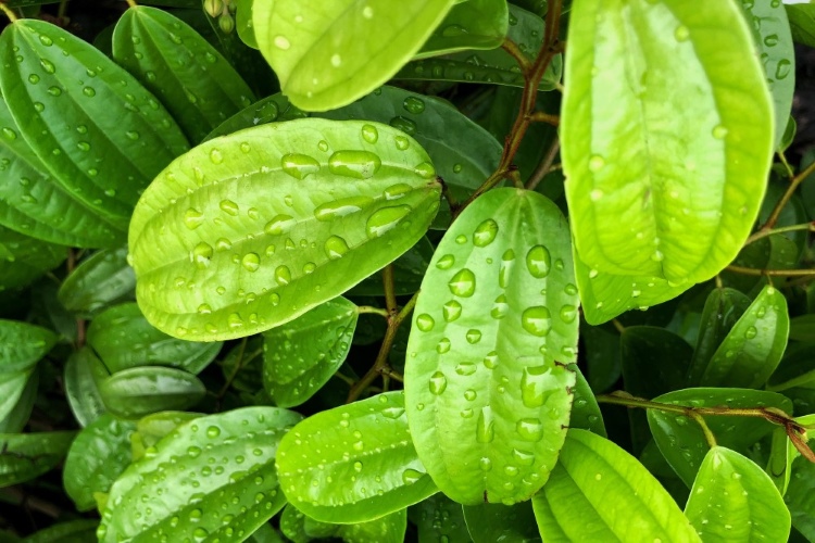 (Daun Sirih, Sumber: Freepik)