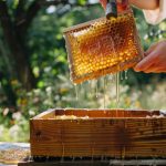 Herbal Tradisional yang Efektif untuk Imun Tubuh
